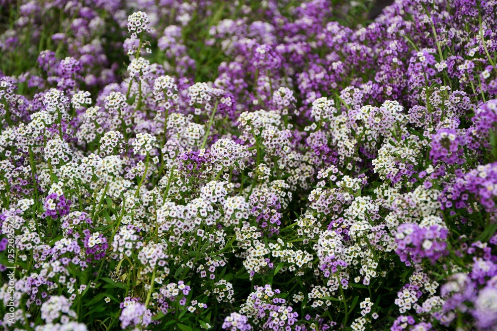 Cute tender alyssum with a wonderful aroma of  flowers covered the ground in the garden.