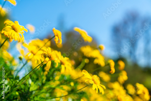 Fototapeta Naklejka Na Ścianę i Meble -  beautiful yellow daisy flowers