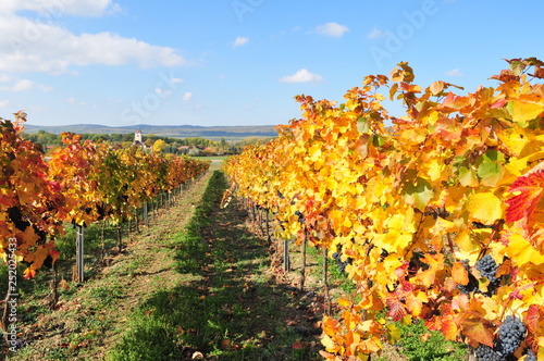 wineyard near retz, weinviertel, lower austria photo