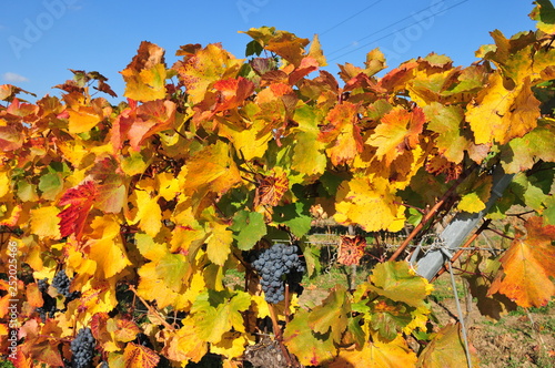 wineyard near retz, weinviertel, lower austria photo