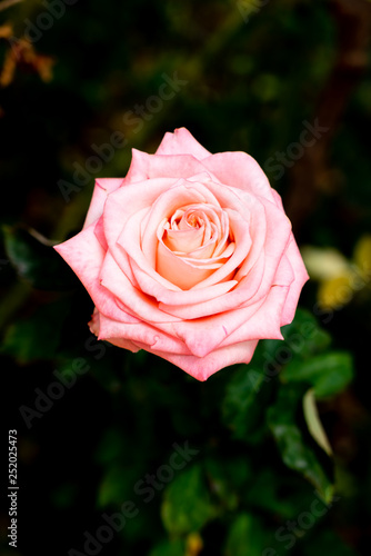 beautiful rose flowers