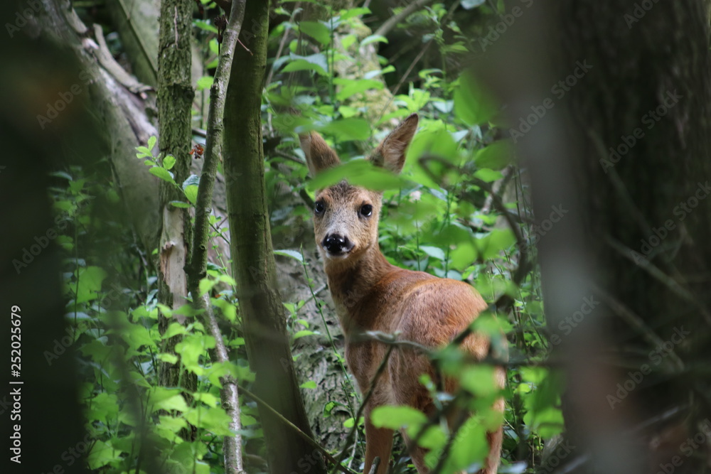 Obraz premium Rehkiz