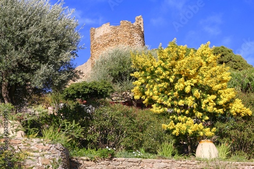 Mimosa en Provence