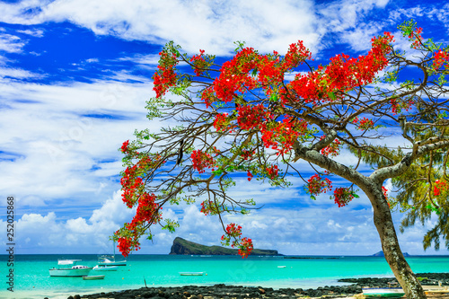 beautiful scenery of Mauritius island -tranquil beach in Cap Malheureux with flamboyant tree