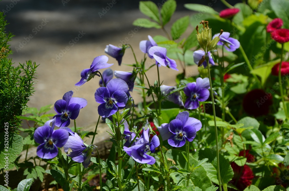 Φωτογραφία Lila Blümchen mit grünen Blättern im verschwommenen Hintergrund / Purple flowers