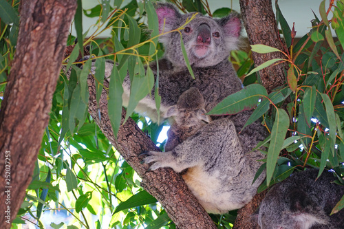 Fototapeta Naklejka Na Ścianę i Meble -  A mother koala with a baby joey in the pouch on a eucalyptus gum tree in Australia