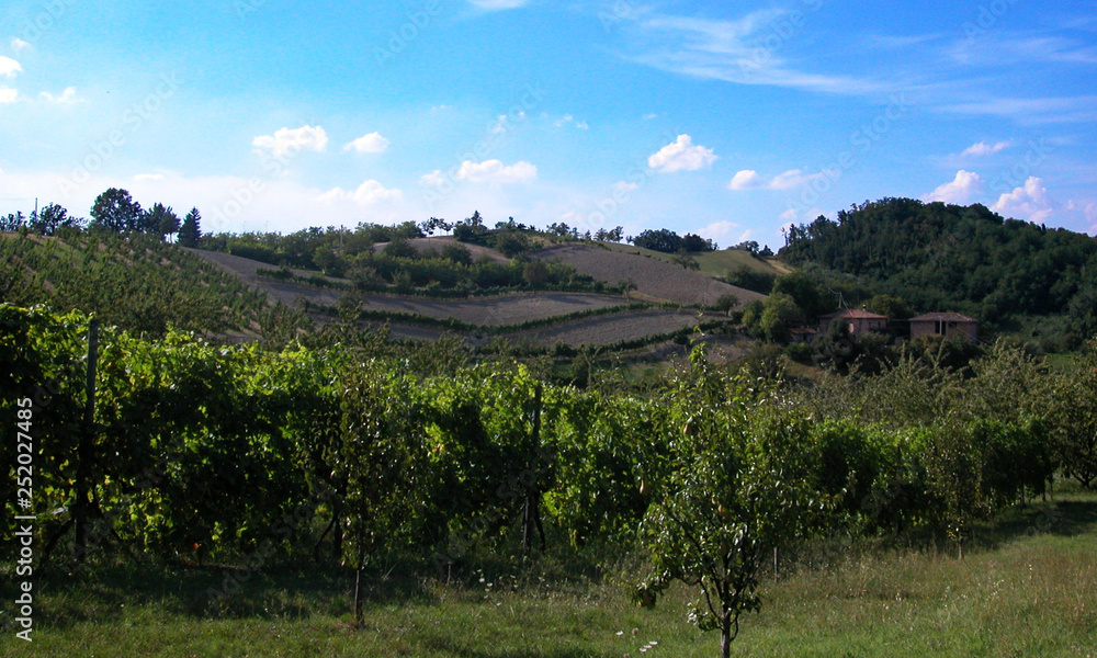 Vineyard in the hills of Bologna, Italy