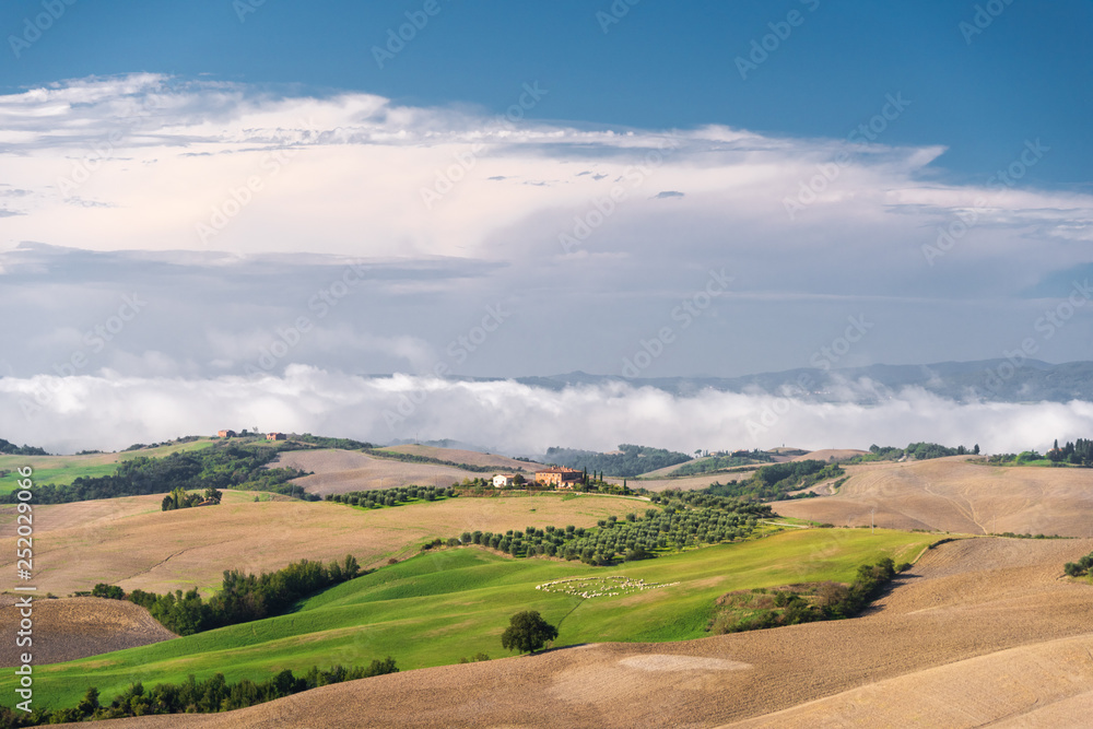 Fototapeta Die Crete Senesi ist eine beeindruckende Landschaft in der Toskana südlich von Siena. Sie ist geprägt von hügeligen Feldern.