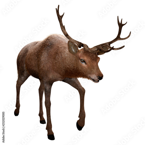 3D Rendering Male Deer on White