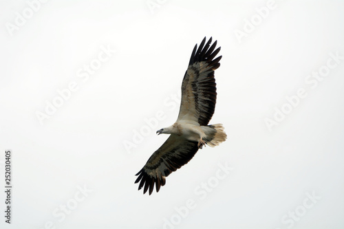 White-bellied sea eagle, Langkawi, Malaysia © nyiragongo