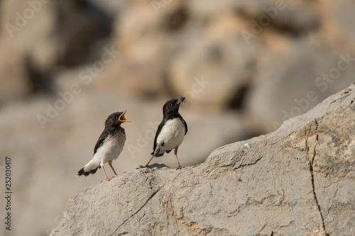 Hume's Wheatear (Oenanthe albonigra) photo