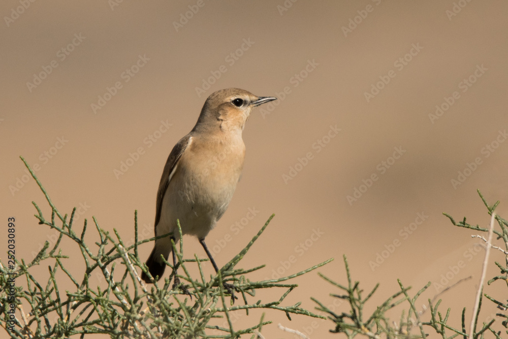 Fototapeta premium Isabelline wheatear (Oenanthe isabellina) 