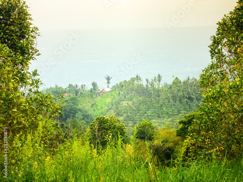 Bali landscape with green fields