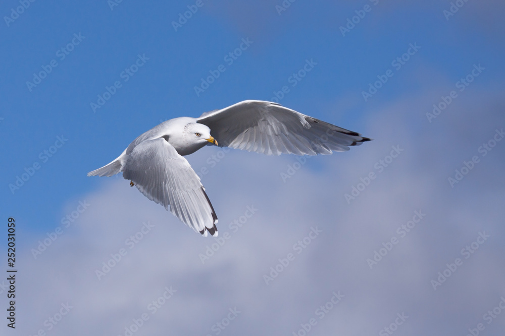 Obraz premium Ring-billed Gull Lifts Into the Sky