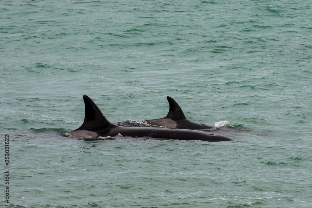 Naklejka premium Orcas hunting sea lions, Patagonia , Argentina