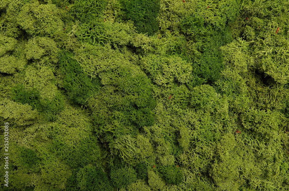 Green wall from stabilised moss Green wall from stabilised moss