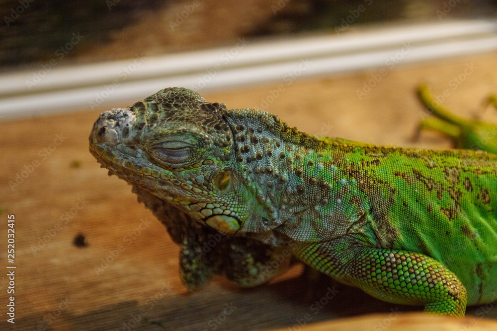 Fototapeta premium blue-green iguana close-up in a terrarium, concept of exotic Pets