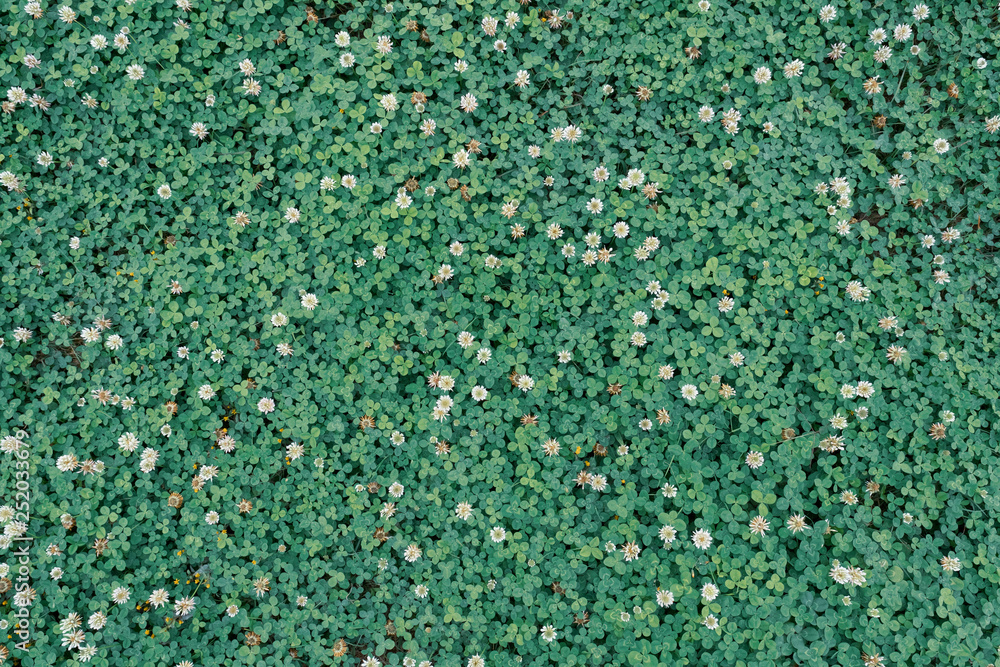 grass with little flowers grass with little flowers