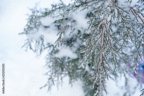 Snow covered Christmas fir tree  with copy space/ winter background, selective focus