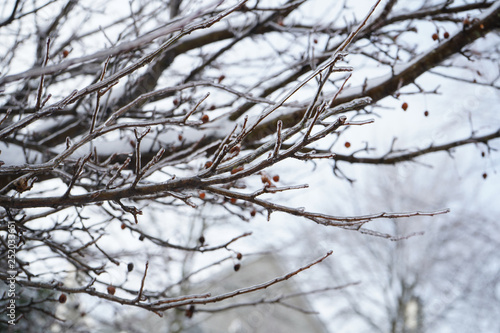 Snowy frozen tree twigs / Winter background, selective focus © vm2002