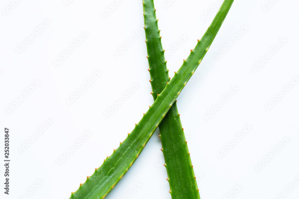 Naklejka premium Aloe vera with red thorns on white