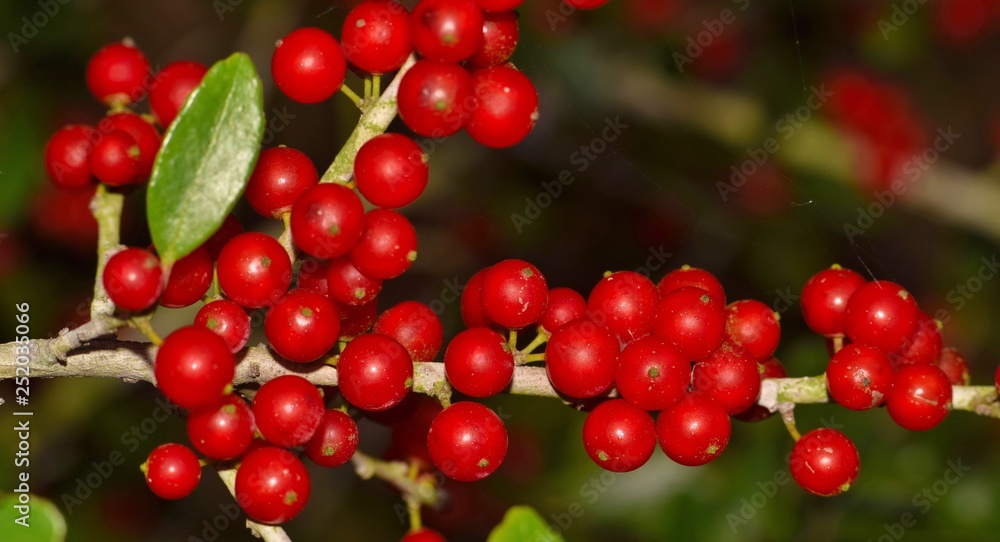 A cluster of ripe red berries along a branch of a Yaupon Holly tree during a Houston Winter. The berries contain caffeine and were used by Native Americans to make tea. A cluster of ripe red berries along a branch of a Yaupon Holly tree during a Houston Winter. The berries contain caffeine and were used by Native Americans to make tea.
