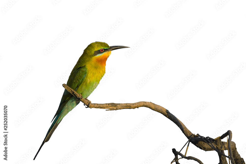 Blue-tailed bee-eater or Merops philippinus, beautiful bird islated perching on branch with white background in Thung Yai Pak Phli, Nakhon Nayok, Thailand. clipping path. Blue-tailed bee-eater or Merops philippinus, beautiful bird islated perching on branch with white background in Thung Yai Pak Phli, Nakhon Nayok, Thailand. clipping path.