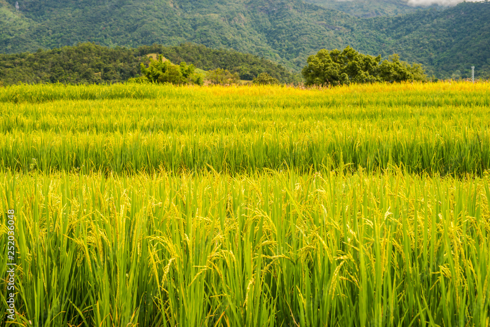 Rice paddies on high 35