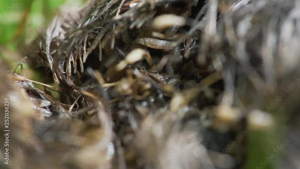 macro shot of worms eating frantically the decomposing body of a dead bird on the ground macro shot of worms eating frantically the decomposing body of a dead bird on the ground