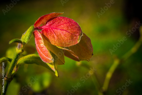 red flower in garden