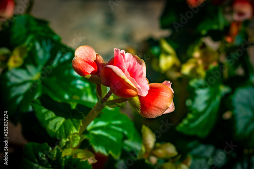 red flower in garden