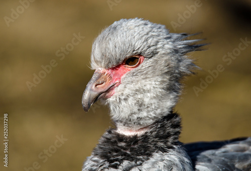 Close up portrait of a southern screamer or crested screamer (Chauna torquata) bird at the Pilsen, ZOO