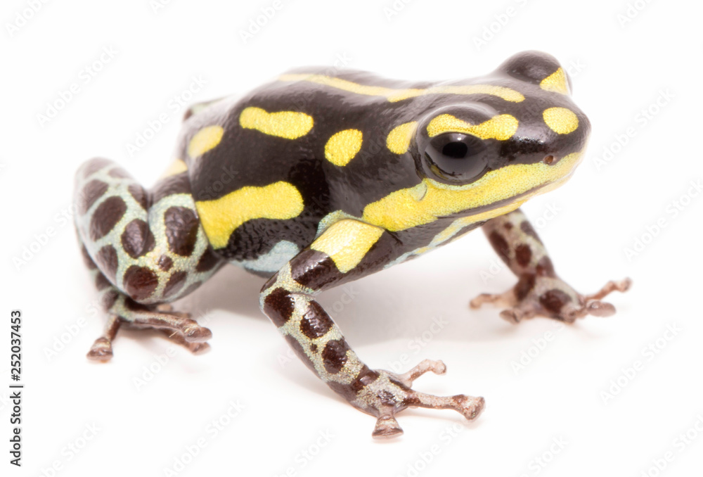 Obraz premium Ranitomeya flavovitata