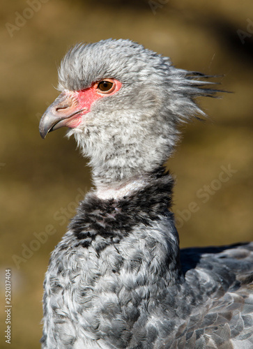 Close up portrait of a southern screamer or crested screamer (Chauna torquata) bird at the Pilsen, ZOO © milanvachal