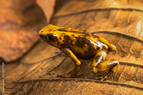 Dart frog Oophaga histrionica from the tropical rain forest of Colombia. A poisonous small jungle animal. photo