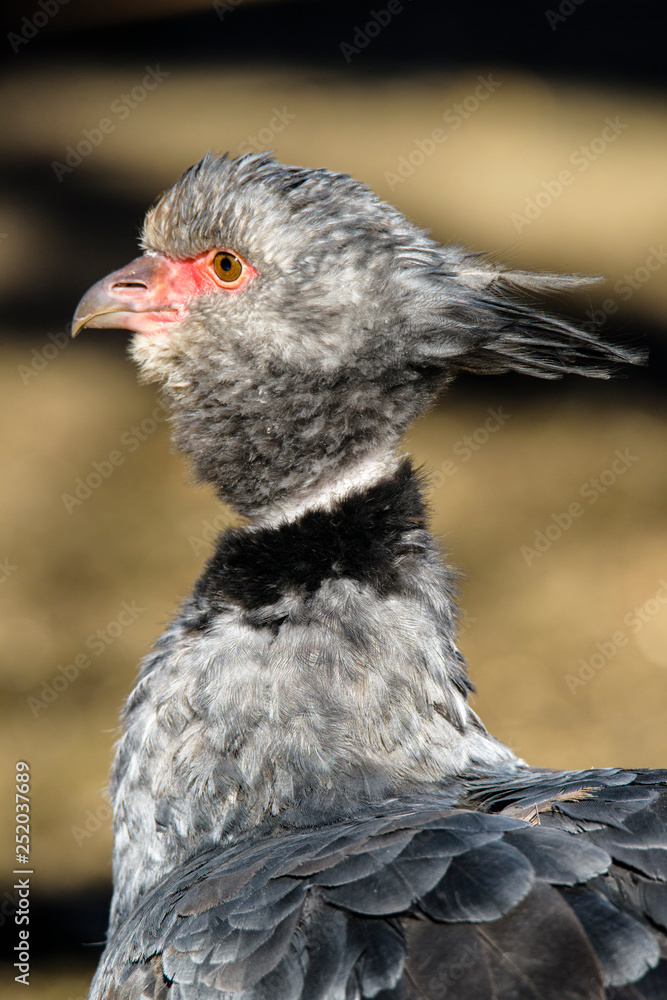 Obraz premium Close up portrait of a southern screamer or crested screamer (Chauna torquata) bird at the Pilsen, ZOO