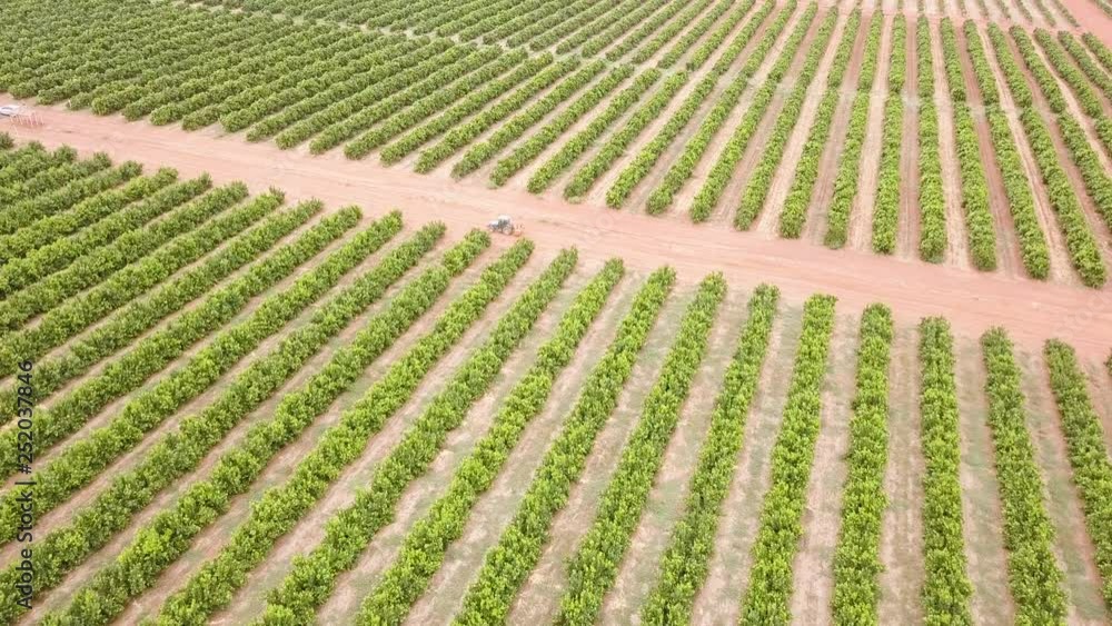 Aerial overhead a fruit farm Aerial overhead a fruit farm