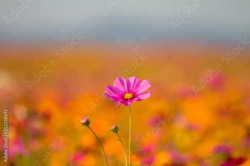 Cosmos bipinnatus colors can be used as a background in photography.