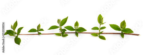 Tree branch with green leaves isolated on white with copy space.