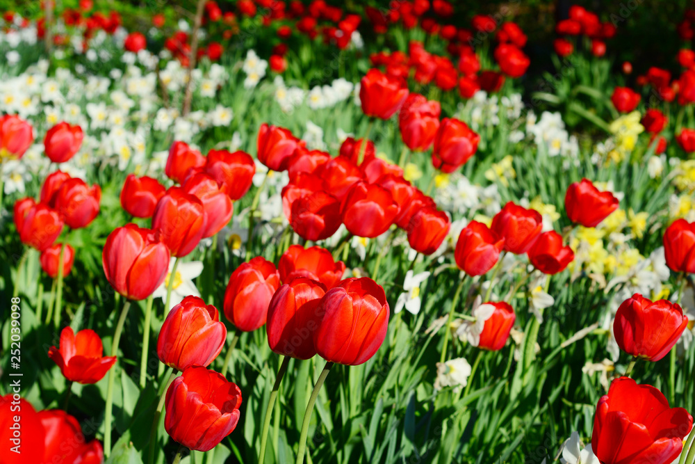 Fototapeta premium Tulips flower bed in springtime. Colorful Holland tulips with narcissus flowers.