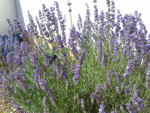 Carpenter bee on lavender