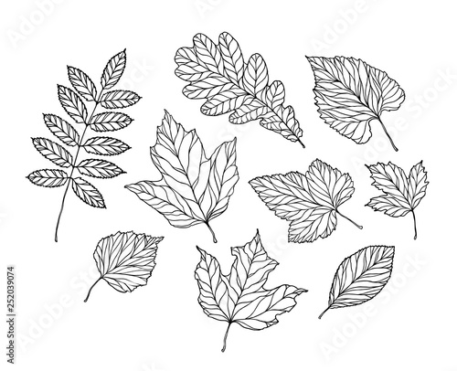 Set of leaves. Nature, foliage sketch. Decorative vector illustration