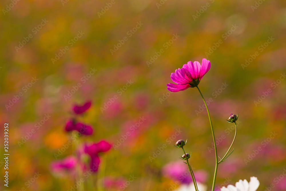 Cosmos bipinnatus many colors can be used as background in the photograph. Cosmos bipinnatus many colors can be used as background in the photograph.