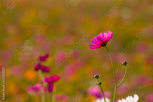Cosmos bipinnatus many colors can be used as background in the photograph.