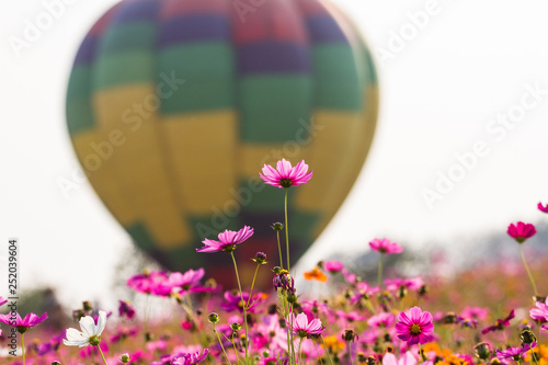 Cosmos bipinnatus, multiple color can be used as a background in a photo shoot.