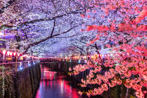 Beautiful night light of Sakura or Cherry blossom season in Tokyo at Meguro river Japan