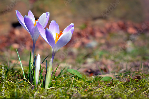 Purple crocus on blurry grass background during early spring
