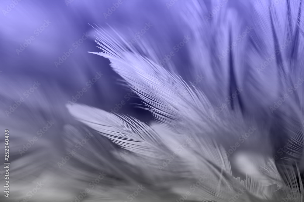 Obraz premium Bird and chicken feathers in soft and blur style for the background