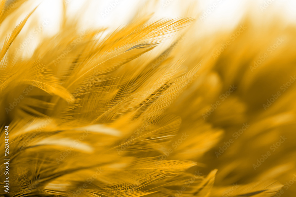 Bird and chicken feathers in soft and blur style for the background Bird and chicken feathers in soft and blur style for the background