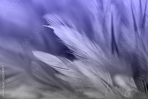 Bird and chicken feathers in soft and blur style for the background © apimook